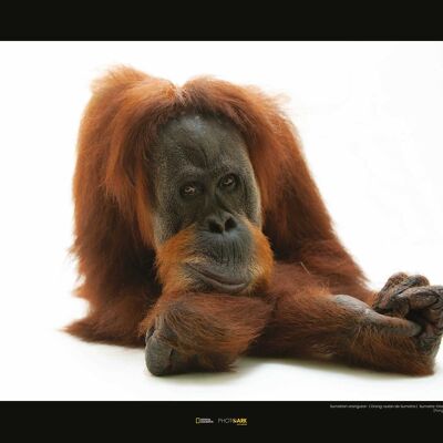 Mural - Orangután de Sumatra - Medida: 50 x 40 cm