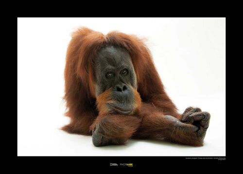 Wandbild - Sumatran Orangutan - Größe: 70 x 50 cm