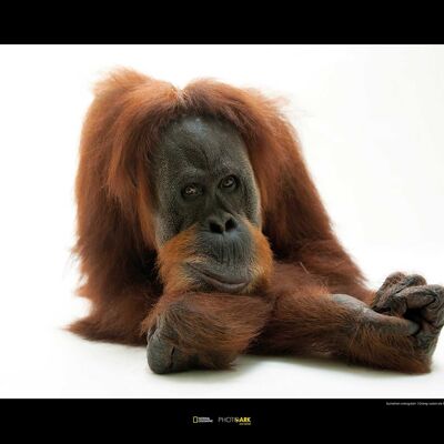 Wandbild - Sumatran Orangutan - Größe: 70 x 50 cm