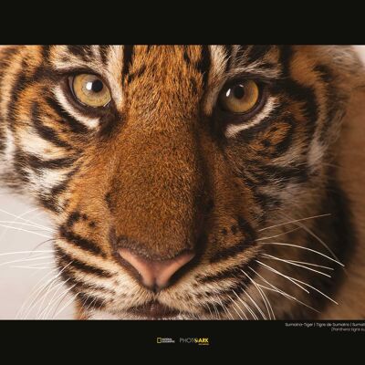 Mural - Retrato del Tigre de Sumatra - Medidas: 40 x 30 cm