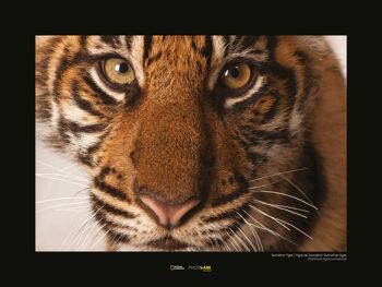 Peinture murale - Portrait de tigre de Sumatra - Dimensions : 40 x 30 cm