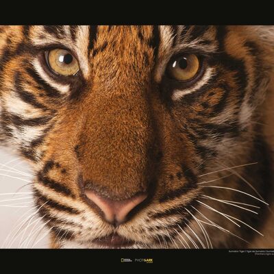 Peinture murale - Portrait de tigre de Sumatra - Dimensions : 50 x 40 cm