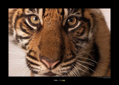 Wandbild - Sumatran Tiger Portrait - Größe: 70 x 50 cm