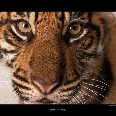 Wandbild - Sumatran Tiger Portrait - Größe: 70 x 50 cm
