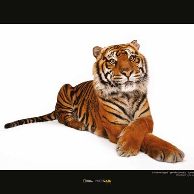 Wandbild - Sumatran Tiger - Größe: 40 x 30 cm