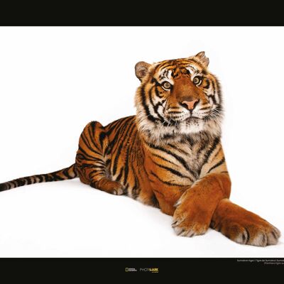 Mural - Tigre de Sumatra - Medida: 50 x 40 cm