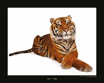 Peinture murale - Tigre de Sumatra - Dimensions : 50 x 40 cm