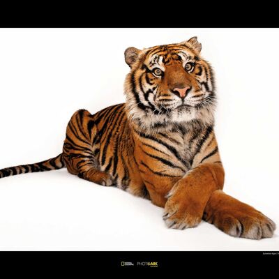 Peinture murale - Tigre de Sumatra - Dimensions : 70 x 50 cm
