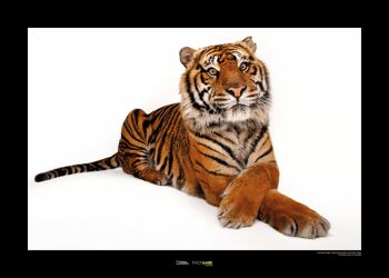 Peinture murale - Tigre de Sumatra - Dimensions : 70 x 50 cm