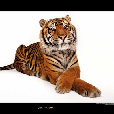 Wandbild - Sumatran Tiger - Größe: 70 x 50 cm