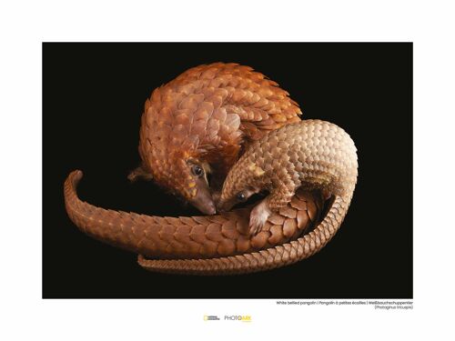 Wandbild - White Bellied Pangolin - Größe: 40 x 30 cm