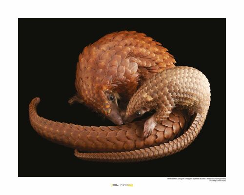 Wandbild - White Bellied Pangolin - Größe: 50 x 40 cm