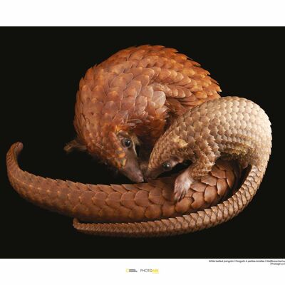 Papier Peint - Pangolin à Ventre Blanc - Dimensions : 50 x 40 cm