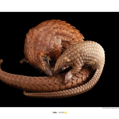 Wandbild - White Bellied Pangolin - Größe: 70 x 50 cm