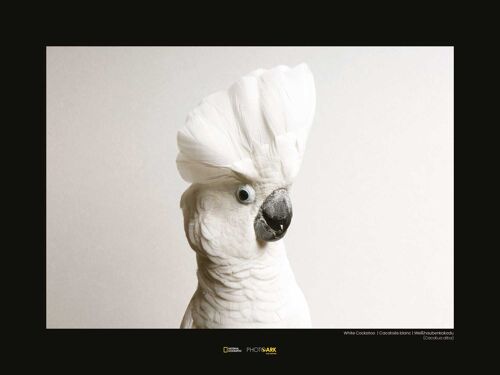 Wandbild - White Cockatoo - Größe: 40 x 30 cm