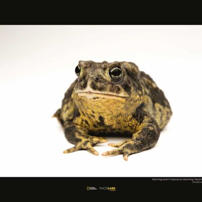 Mural - Wyoming Toad - Size: 40 x 30 cm