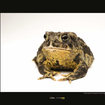 Wandbild - Wyoming Toad - Größe: 40 x 30 cm