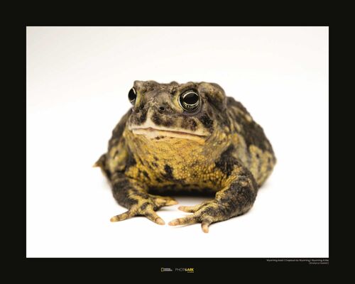 Wandbild - Wyoming Toad - Größe: 50 x 40 cm