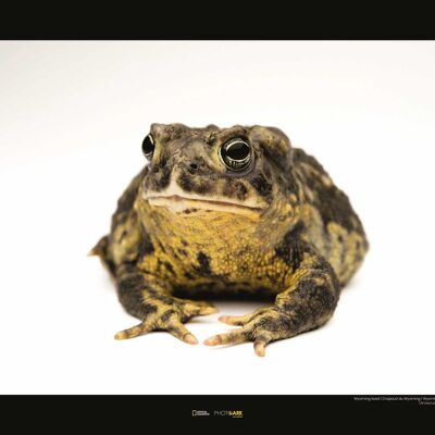 Wandbild - Wyoming Toad - Größe: 50 x 40 cm