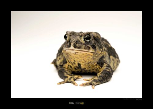 Wandbild - Wyoming Toad - Größe: 70 x 50 cm