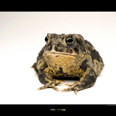 Mural - Wyoming Toad - Size: 70 x 50 cm