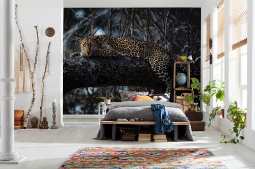 Vlies Fototapete - Panthera - Größe 400 x 280 cm