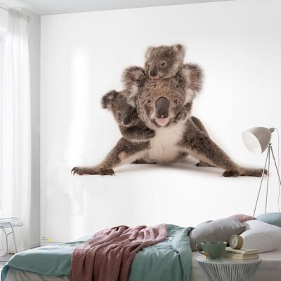 Non-woven photo wallpaper - Koala - size 300 x 280 cm