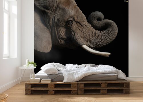 Vlies Fototapete - African Elephant - Größe 300 x 280 cm