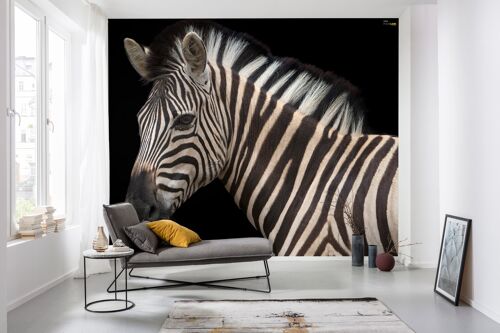 Vlies Fototapete - Damara Zebra - Größe 400 x 280 cm