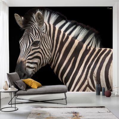 Vlies Fototapete - Damara Zebra - Größe 400 x 280 cm