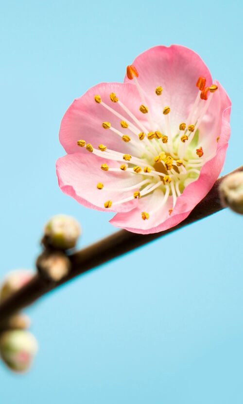 Vlies Fototapete - Peach Blossom - Größe 150 x 250 cm