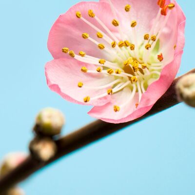 Vlies Fototapete - Peach Blossom - Größe 150 x 250 cm