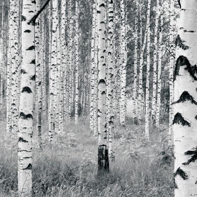 Vlies Fototapete - Woods - Größe 400 x 270 cm