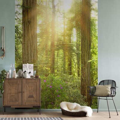 Papel pintado fotográfico no tejido - Redwood - tamaño 200 x 250 cm