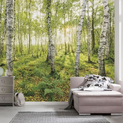 Non-woven photo wallpaper - Birch Trees - size 400 x 250 cm