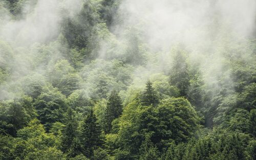 Vlies Fototapete - Forest Land - Größe 400 x 250cm