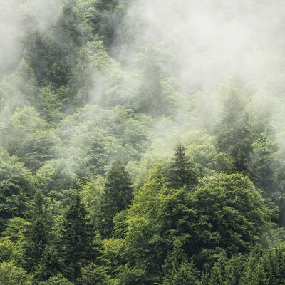 Non-woven photo wallpaper - Forest Land - size 400 x 250cm