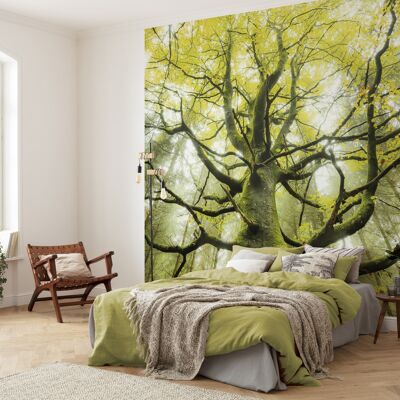 Papel pintado fotográfico no tejido - El árbol de los sueños - tamaño 300 x 280 cm