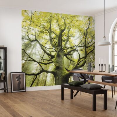 Papel pintado fotográfico no tejido - El árbol de los sueños - tamaño 450 x 280 cm