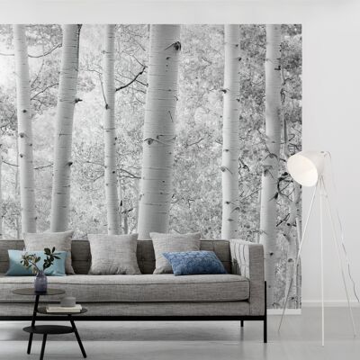 Papel pintado fotográfico no tejido - bosque de álamos - tamaño 450 x 280 cm