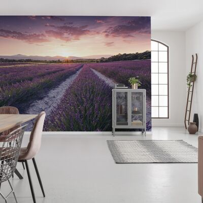Vlies Fototapete - Lavender Dream - Größe 450 x 280 cm