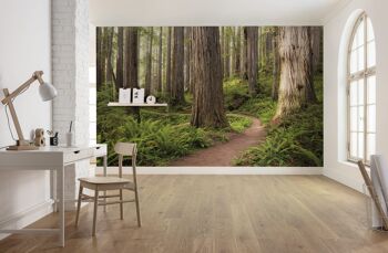 Papier peint photo intissé - Redwood Trail - format 450 x 280 cm 1