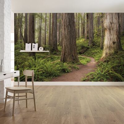 Vlies Fototapete - Redwood Trail - Größe 450 x 280 cm