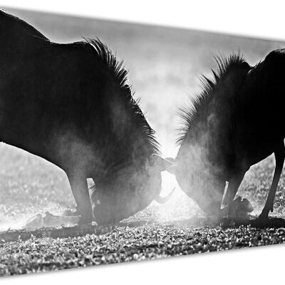 Wildebeest in Sunset On Framed Canvas Print - 18mm - A4 - 12" X 8" (30cm X 20cm) - Black and White
