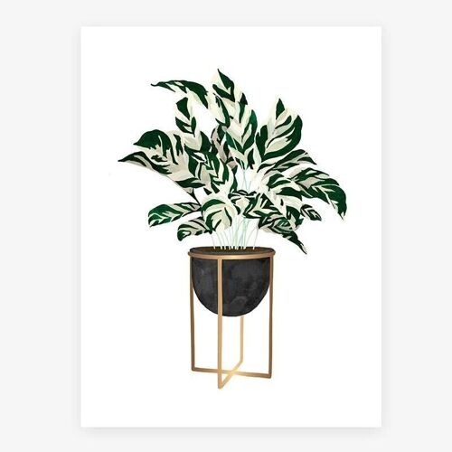 Calathea S - 18x24cm