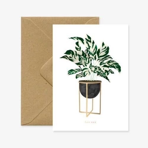 Calathea plant