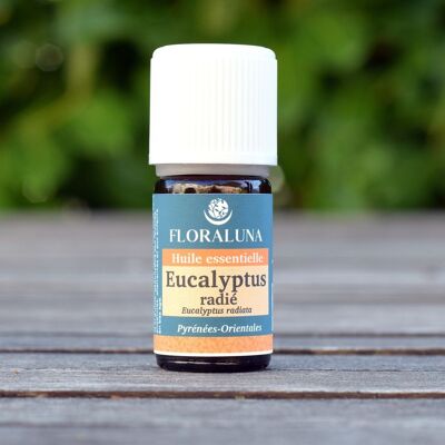 Eucalyptus radié - Huile essentielle bio - 5 mL