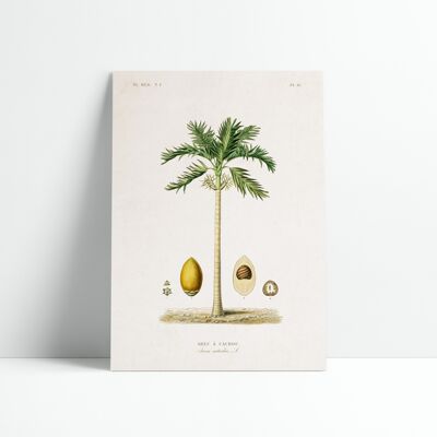 Poster 30x40 cm - Bordo botanico - Palma