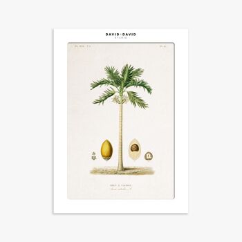 Affiche 30x40 cm – Planche Botanique – Palmier 2