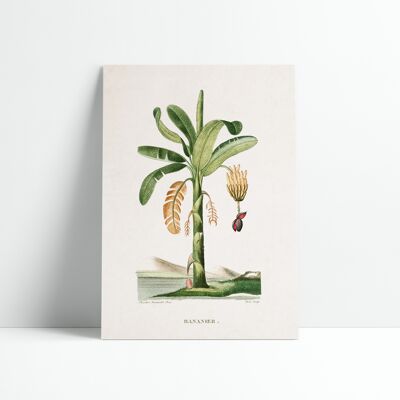 Poster 30x40 cm - Botanischer Teller - Bananenbaum 1